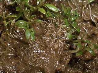 タイコウチの卵