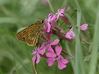 ヒメキマダラセセリ