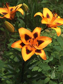 アトリエのユリ