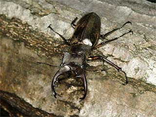 ミヤマクワガタ