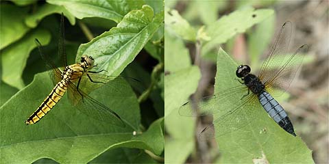 ハラビロトンボ