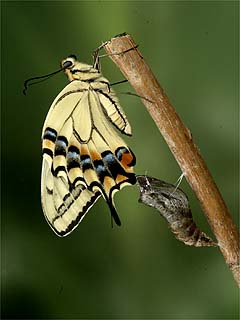 キアゲハの羽化