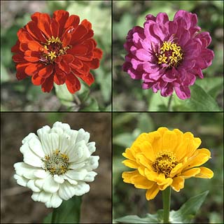 ヒャクニチソウ