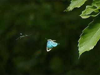 オオミドリシジミ