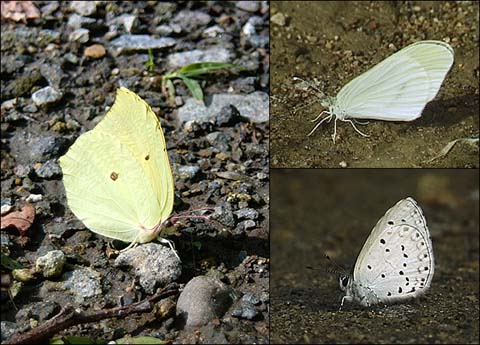 チョウたちの吸水