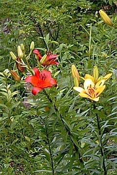 アトリエのユリ