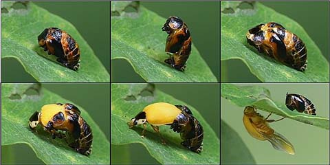 テントウムシの羽化