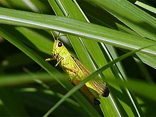 ツマグロイナゴ