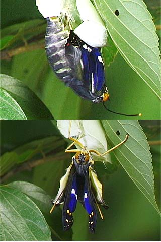 オオムラサキの羽化