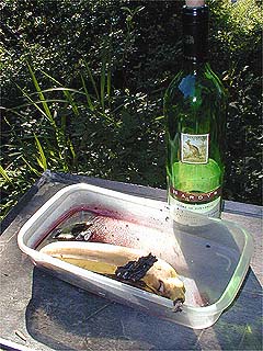 餌台のルリタテハ