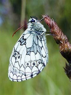 イギリスの自然（シロジャノメ）