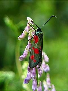 ベニモンマダラ