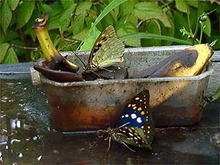 餌台のオオムラサキ