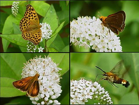 オカトラノオのチョウ