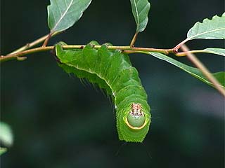 ヤママユの幼虫