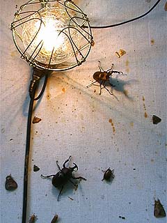 誘蛾灯に来た大物