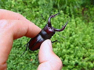 ノコギリクワガタ