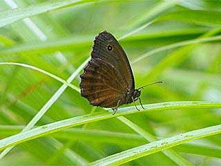 ジャノメチョウ