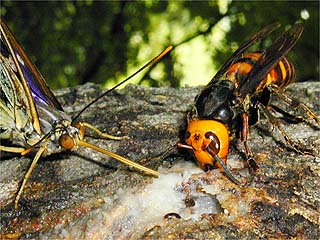 スズメバチとオオムラサキ