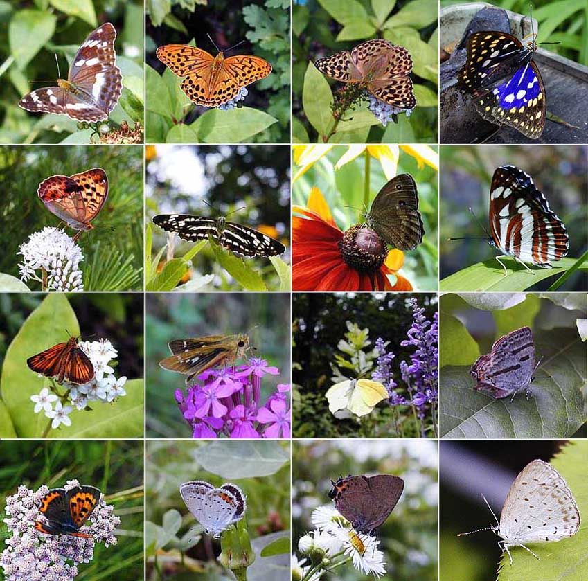             今日の庭のチョウ