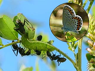 ミヤマシジミの幼虫