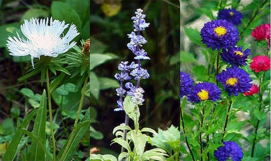 チョウの来る花