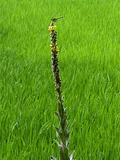 ビロードモウズイカ