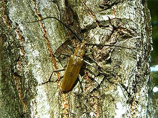 ミヤマカミキリ