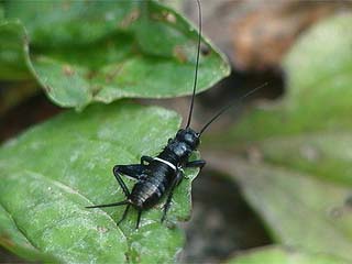 エンマコオロギの幼虫