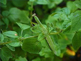 オオカマキリの幼虫