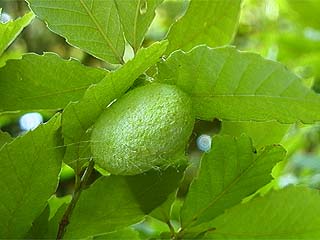 ヤママユのマユ