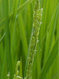 イネの花