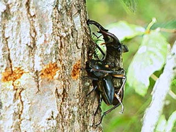 ミヤマクワガタ