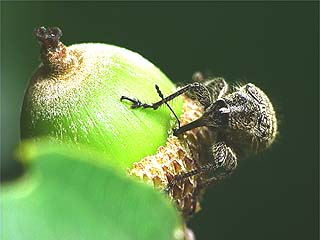 ドングリに穴を開けるハイイロチョッキリ