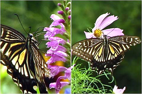 毎日来るアゲハ