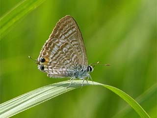 ウラナミシジミ