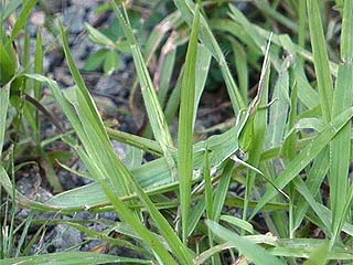 ショウリョウバッタ