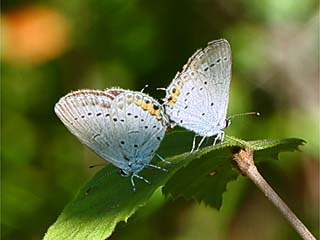 ツバメシジミの交尾