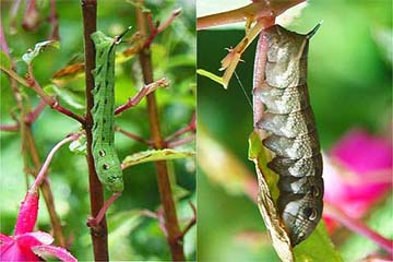 フクシアにいた幼虫
