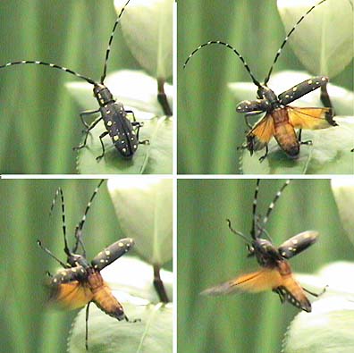 キボシカミキリの飛翔