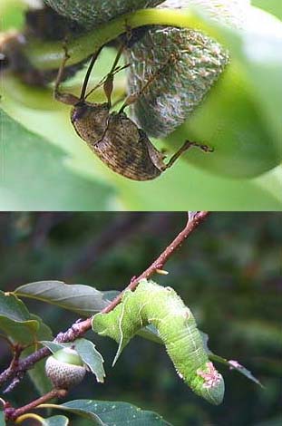 コナラにいた虫