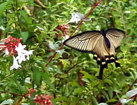 ジャコウアゲハ