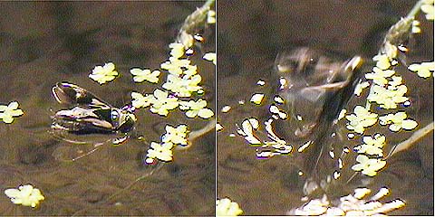 水面から飛び立つマツモムシ