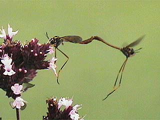 ハラボソツリアブの仲間