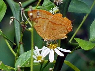 ムモンアカシジミ