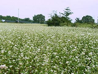 ソバの花