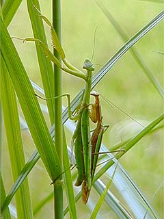 オオカマキリの交尾