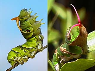アゲハとクロアゲハの幼虫