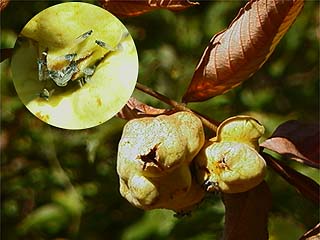 ヌルデミミフシ