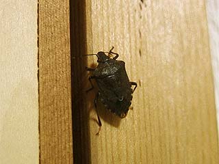 クサギカメムシ